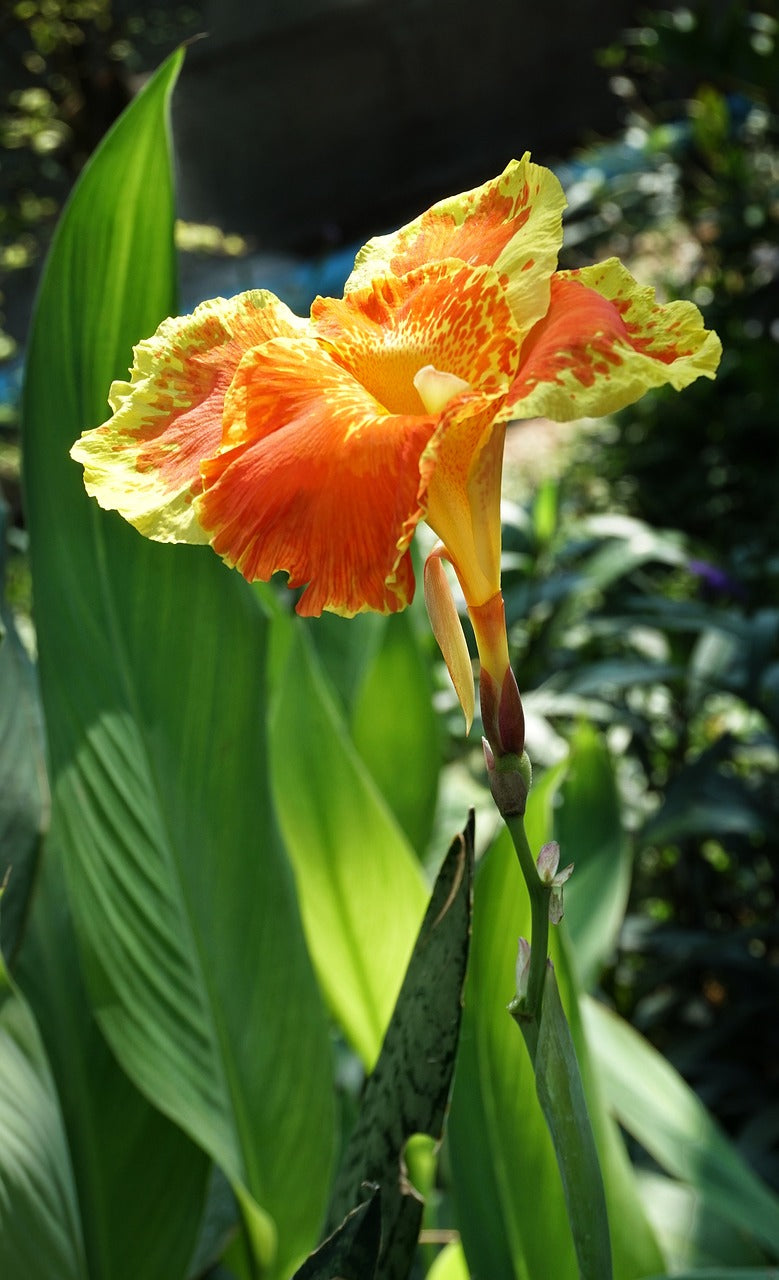 lily canna flower Canna lily – Community Foodscapes