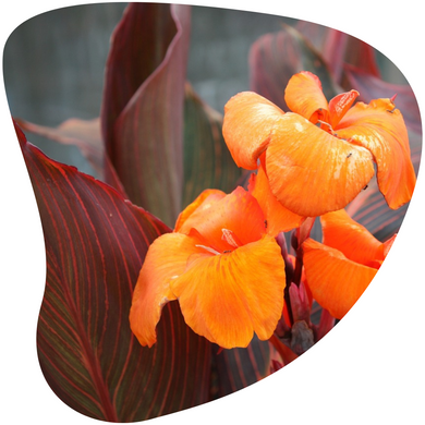 Canna lily