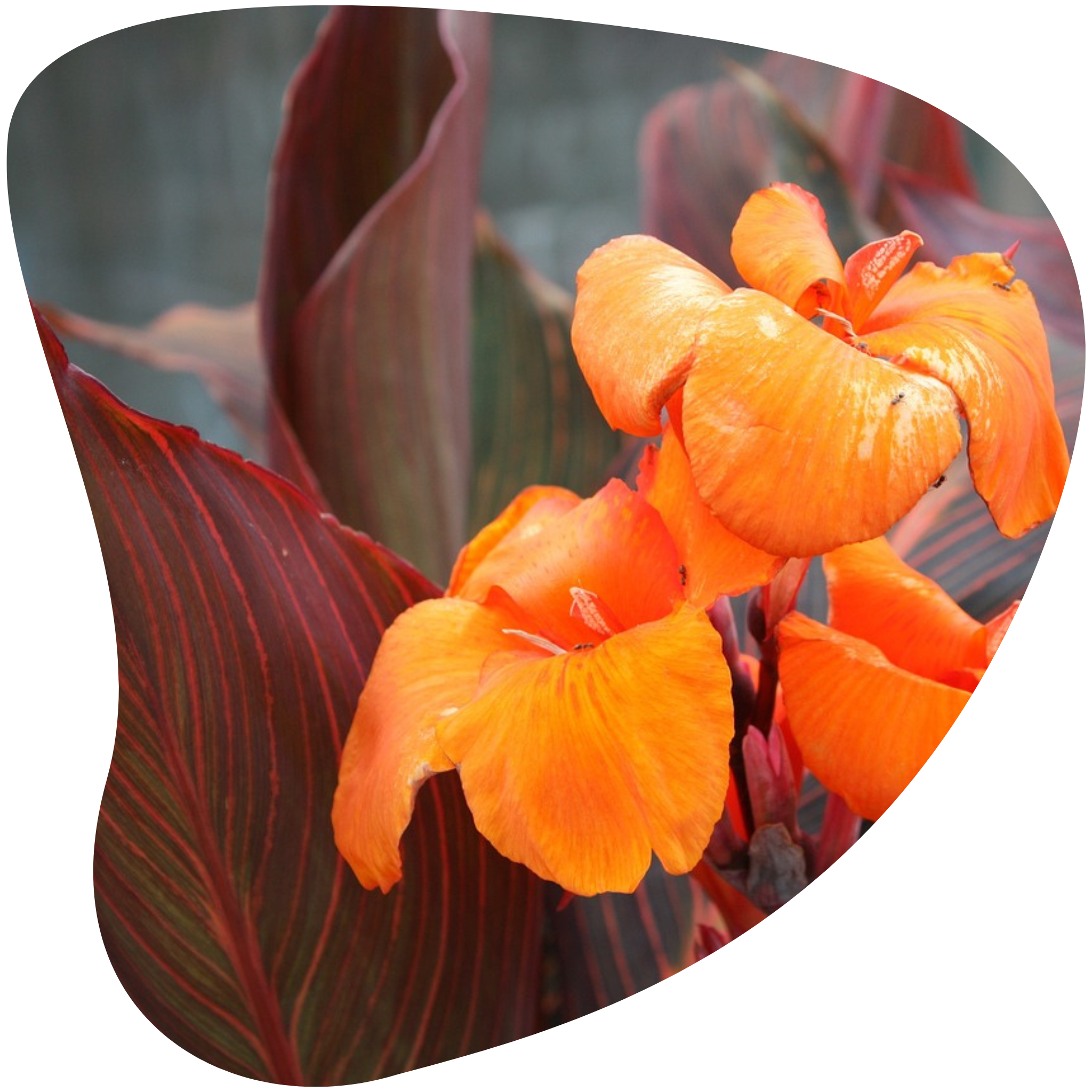 Canna lily – Community Foodscapes