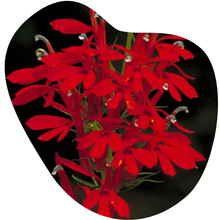 Load image into Gallery viewer, Cardinal Flower