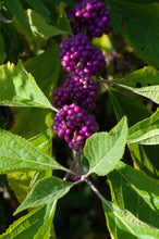 Load image into Gallery viewer, Beautyberry