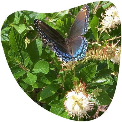 Clethra