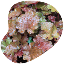 Load image into Gallery viewer, Coral Bells
