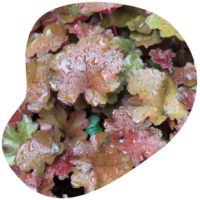 Coral Bells
