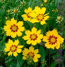 Load image into Gallery viewer, Coreopsis