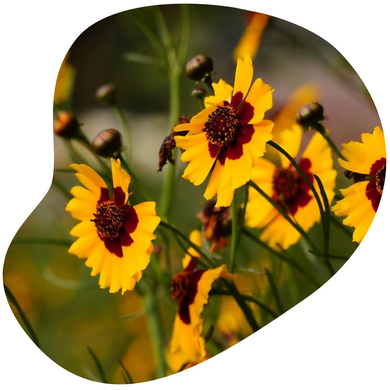 Coreopsis
