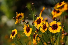 Load image into Gallery viewer, Coreopsis