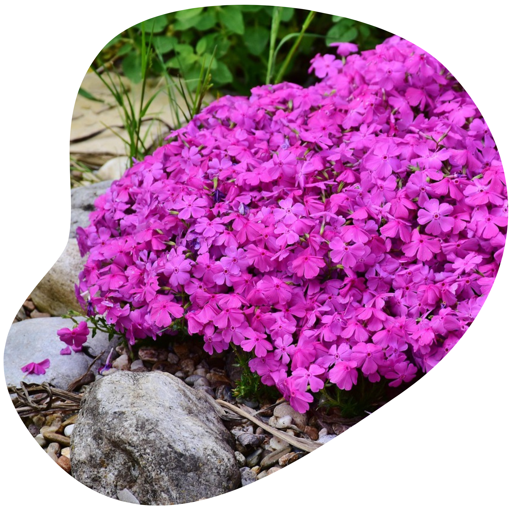 Creeping phlox – Community Foodscapes