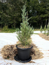Load image into Gallery viewer, Eastern Red Cedar