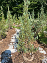 Load image into Gallery viewer, Eastern Red Cedar