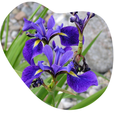Blue Flag Iris