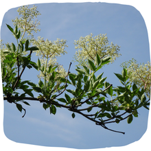 Load image into Gallery viewer, Elderberry
