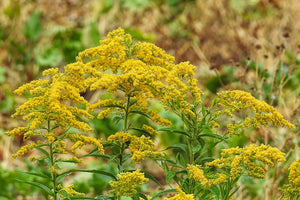 Goldenrod