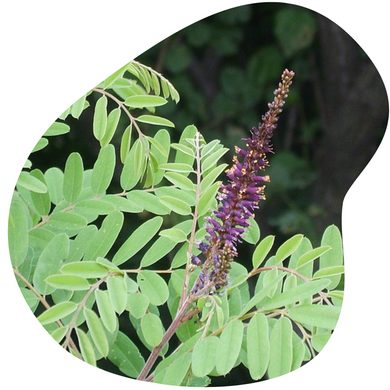 False Indigo Bush