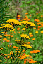 Load image into Gallery viewer, Yarrow