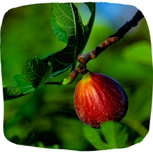 Load image into Gallery viewer, Fig
