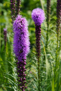 Blazing Star