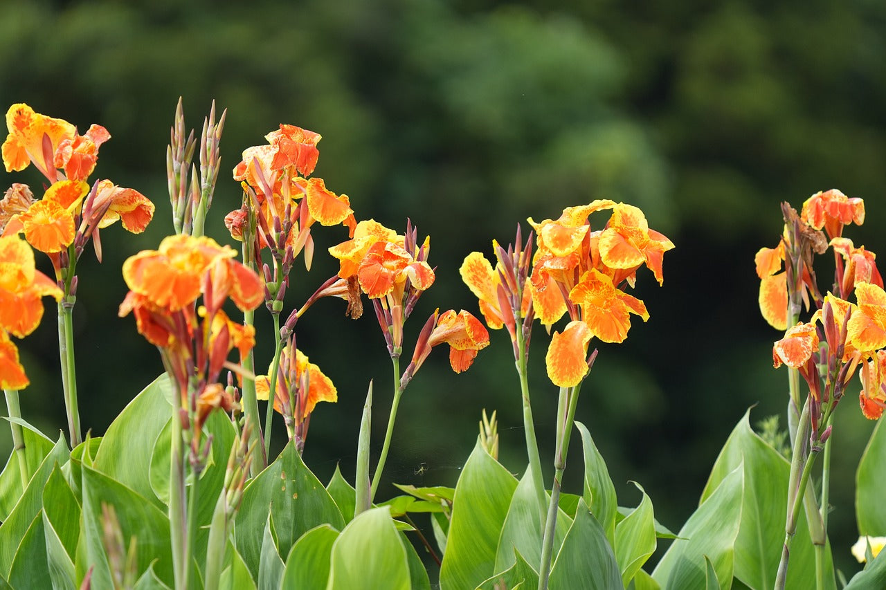 picture of canna lily flower Canna lily – Community Foodscapes