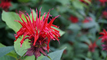 Load image into Gallery viewer, Beebalm