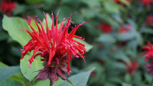 Beebalm