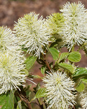 Load image into Gallery viewer, Witch Alder