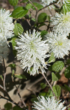 Load image into Gallery viewer, Witch Alder