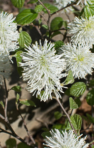 Witch Alder