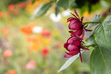 Load image into Gallery viewer, Sweetshrub
