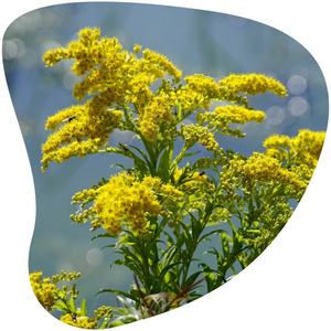 Goldenrod