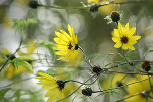 Swamp Sunflower