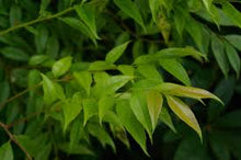 Load image into Gallery viewer, Florida Hobblebush