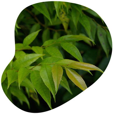 Florida Hobblebush