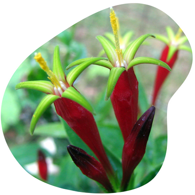 Indian Pink