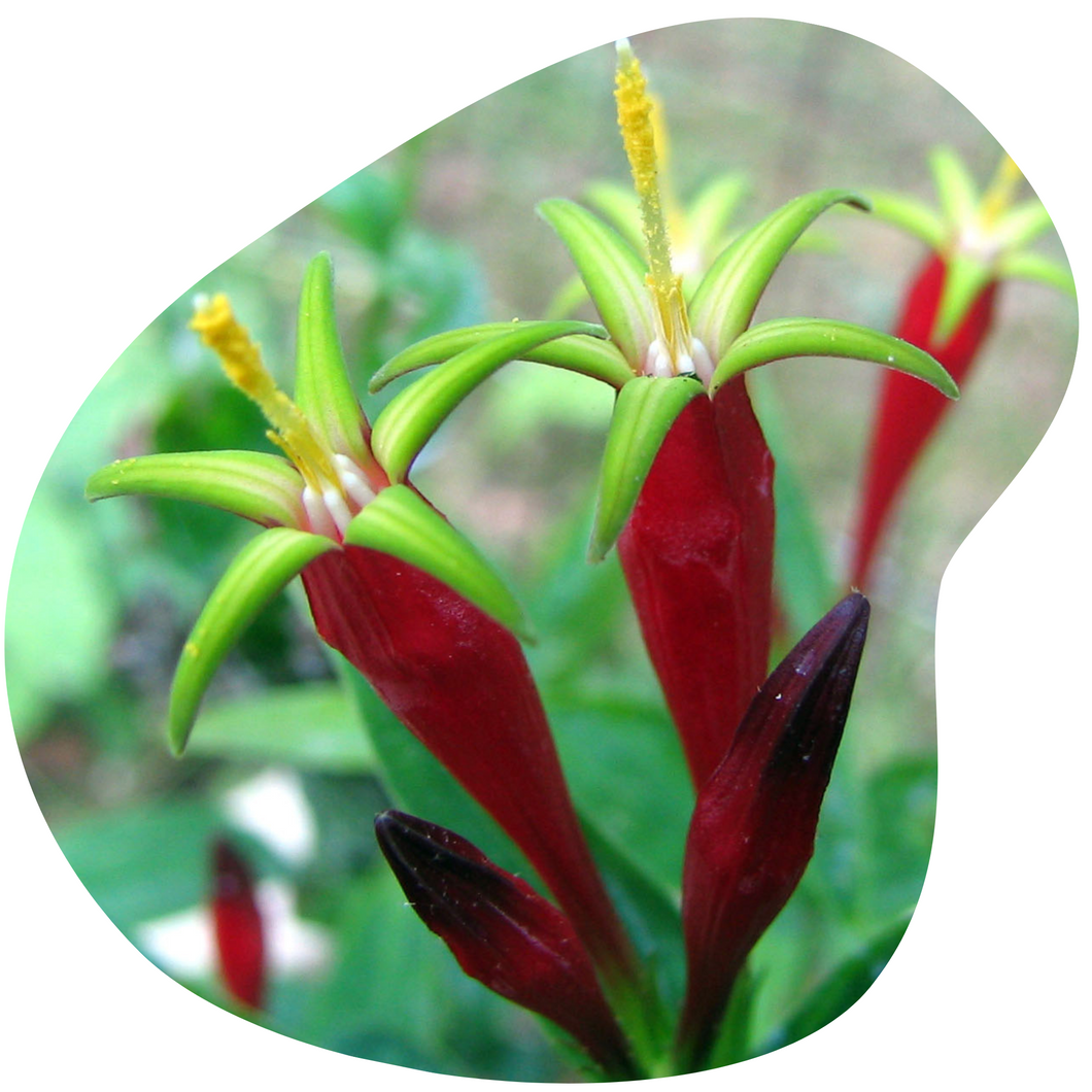 Indian Pink