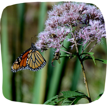 Load image into Gallery viewer, Joe Pye Weed