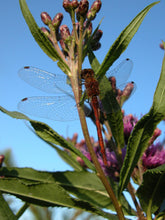 Load image into Gallery viewer, Swamp Milkweed