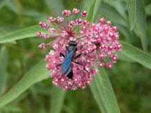 Load image into Gallery viewer, Swamp Milkweed