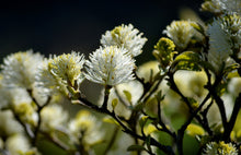 Load image into Gallery viewer, Witch Alder