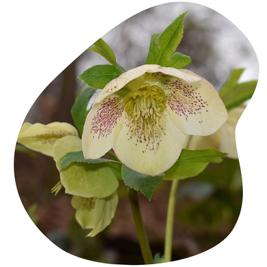 Lenten Rose