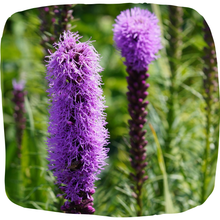 Load image into Gallery viewer, Blazing Star
