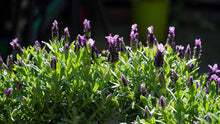 Load image into Gallery viewer, Lavender - PLANT SALE EXCLUSIVE