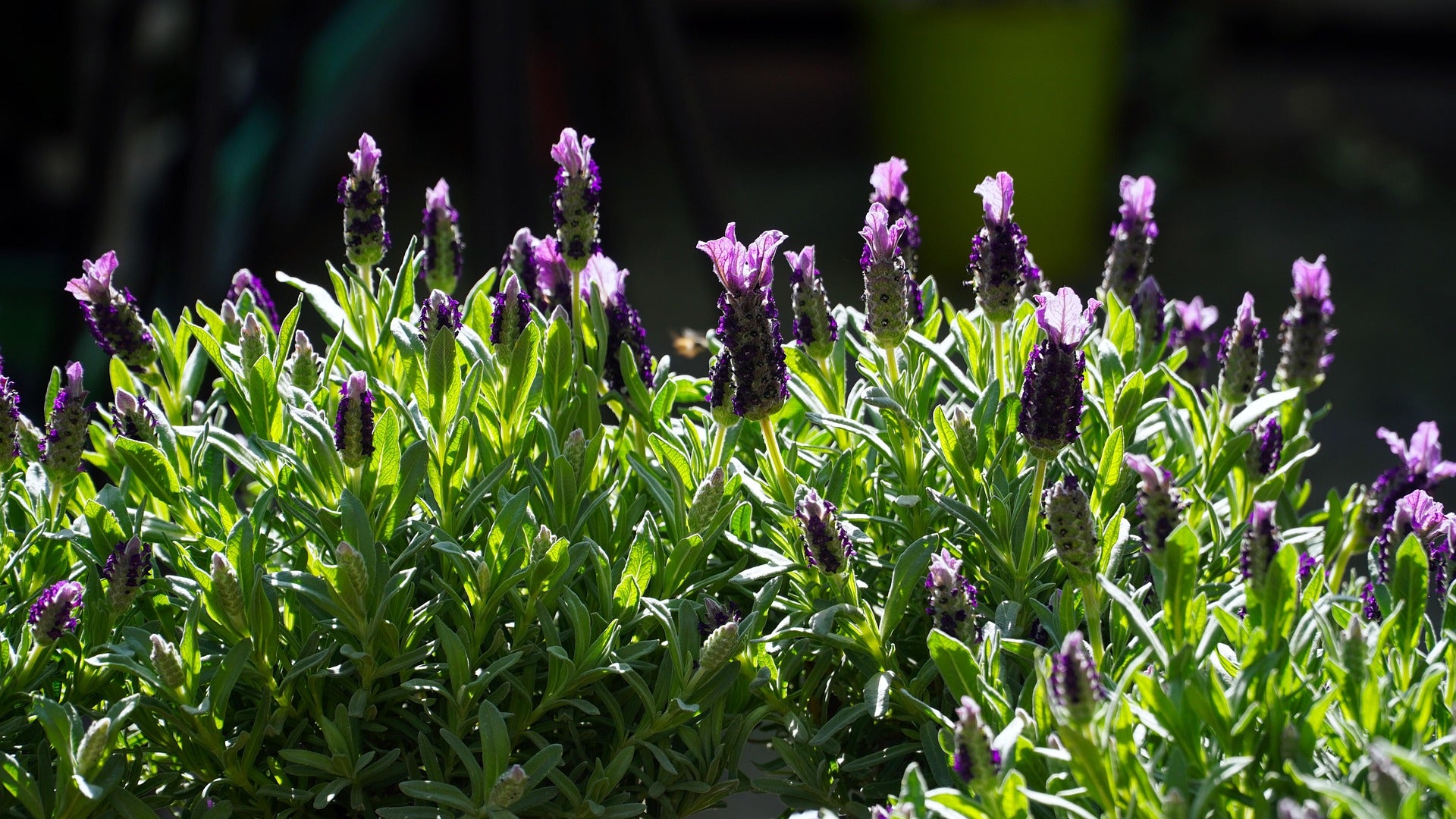 Lavender