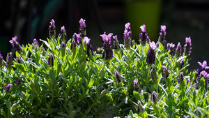 order lavender plants online Lavender