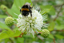 Load image into Gallery viewer, Button Bush