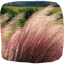 Load image into Gallery viewer, Muhly Grass