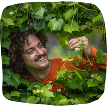 Load image into Gallery viewer, Muscadine
