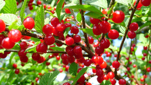 Nanking Cherry