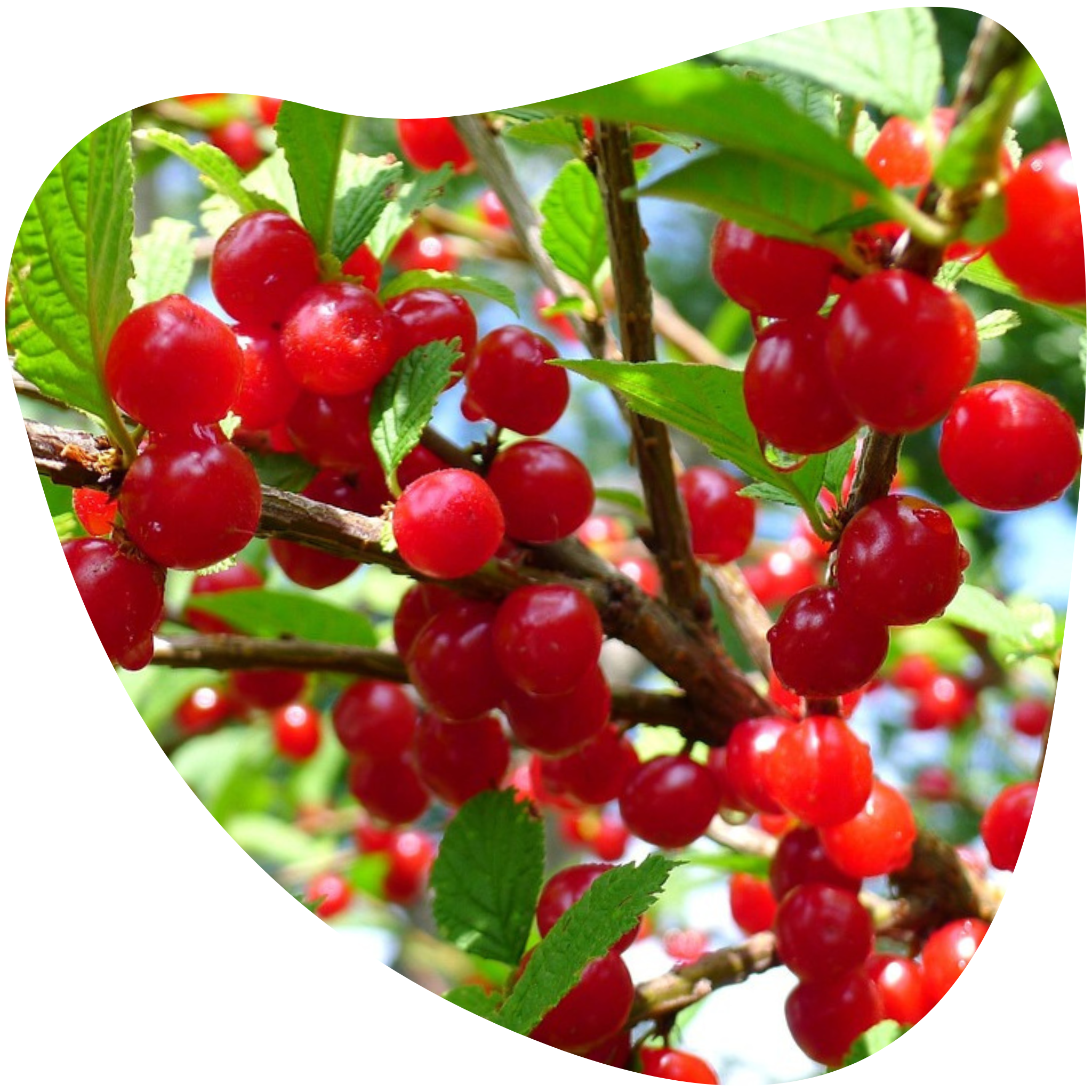 Nanking Cherry – Community Foodscapes