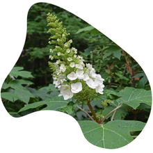 Load image into Gallery viewer, Oak-leaf Hydrangea