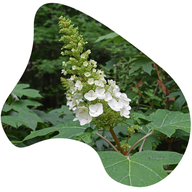 Oak-leaf Hydrangea